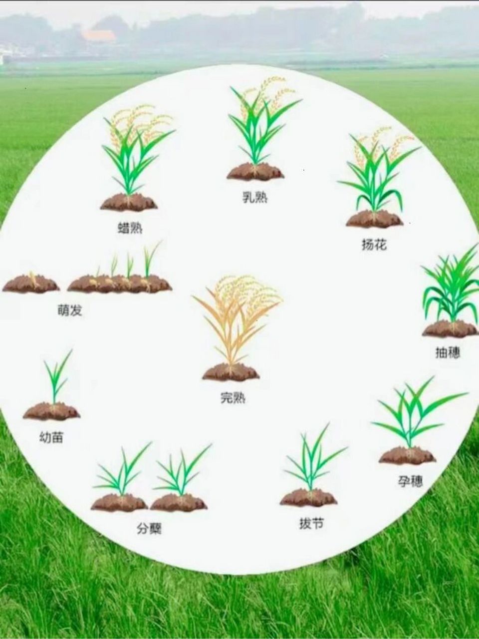 稻谷的种植过程图片