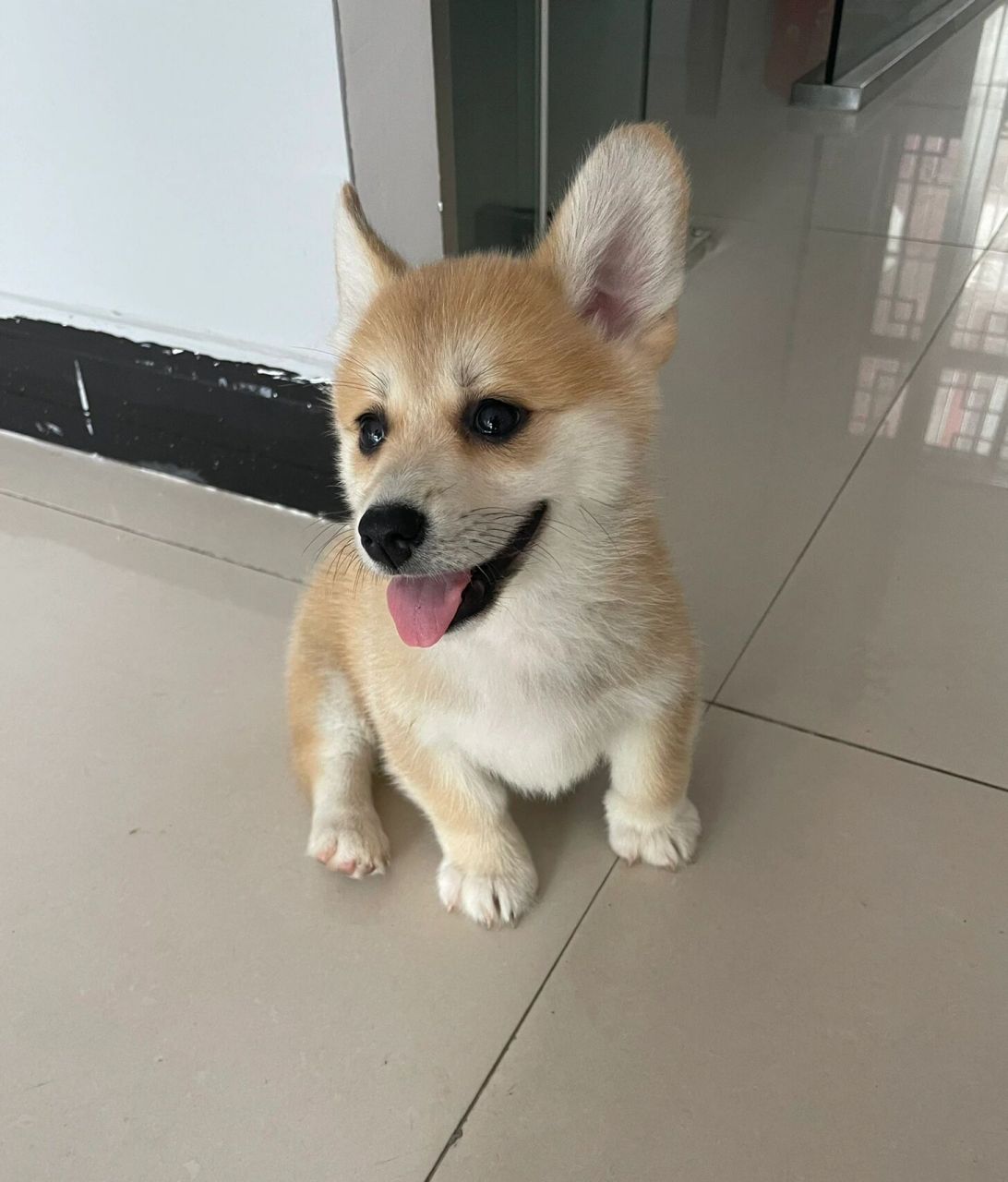 柯基土狗串长成这样?