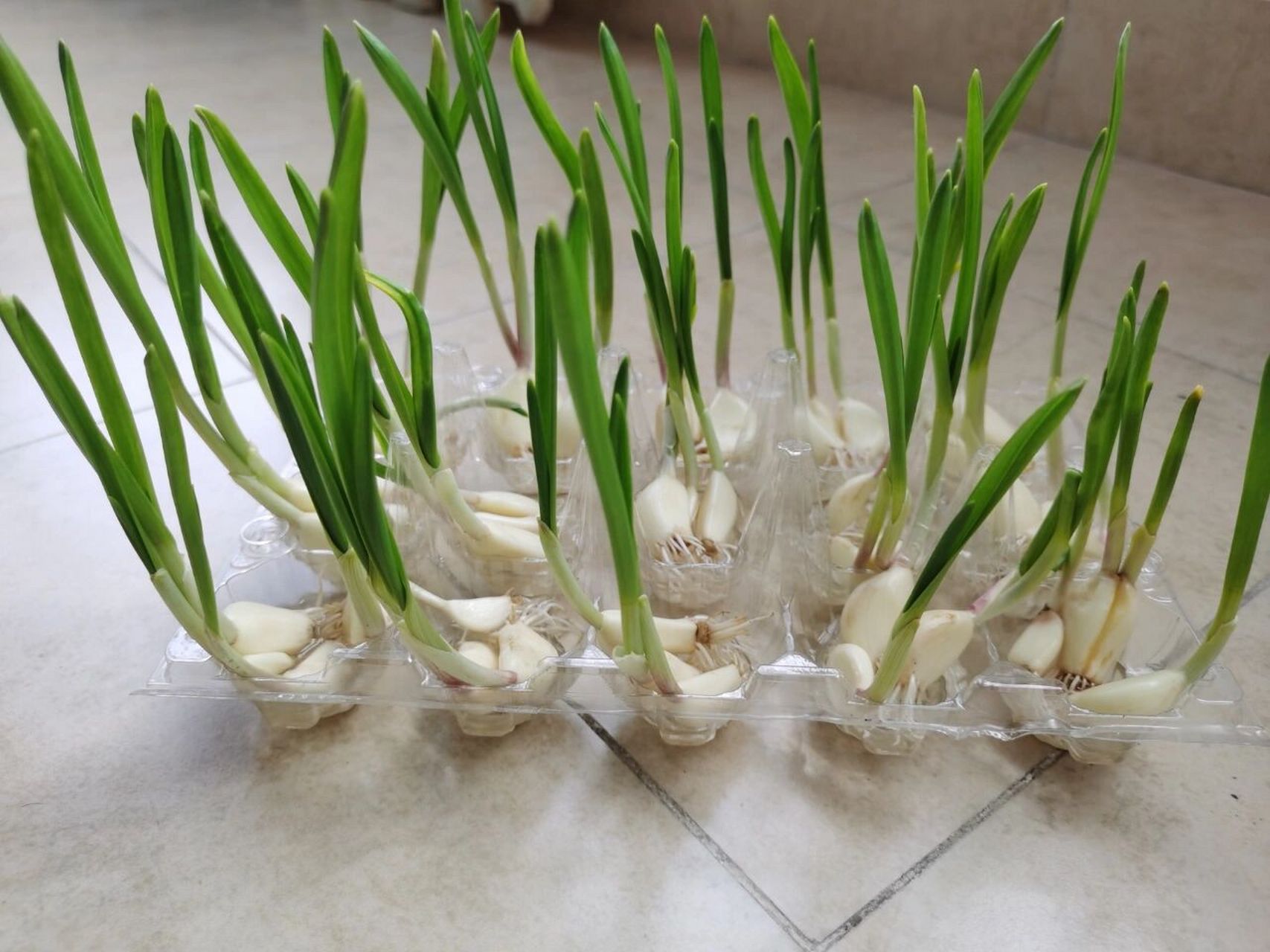 家里大蒜发芽了,丢掉可惜,就想着试试水培大蒜,看看能不能长出来嗣珑