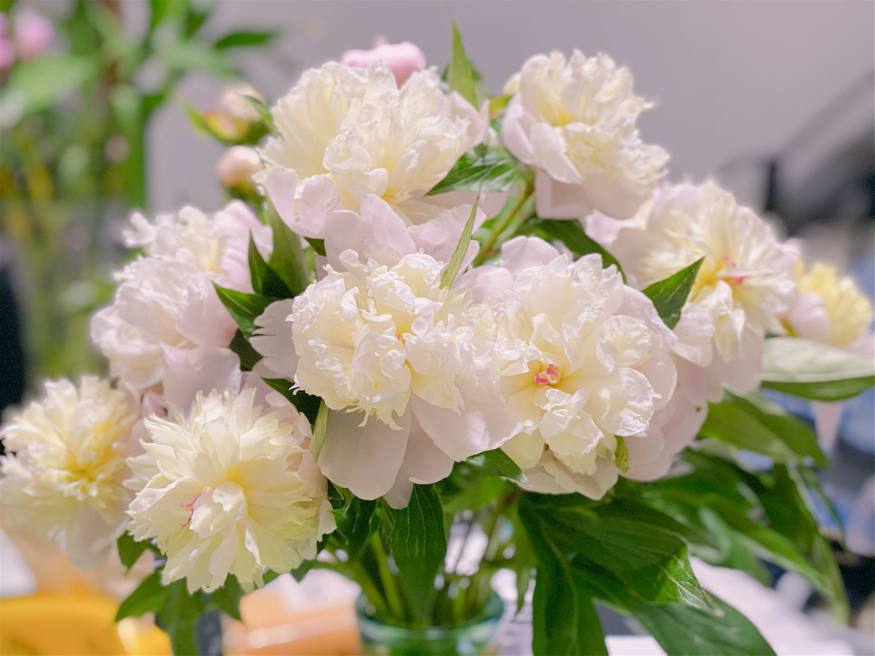 我妈买的重瓣芍药 第一张图是刚拿回来的样子 我拿水冲了一下第二天