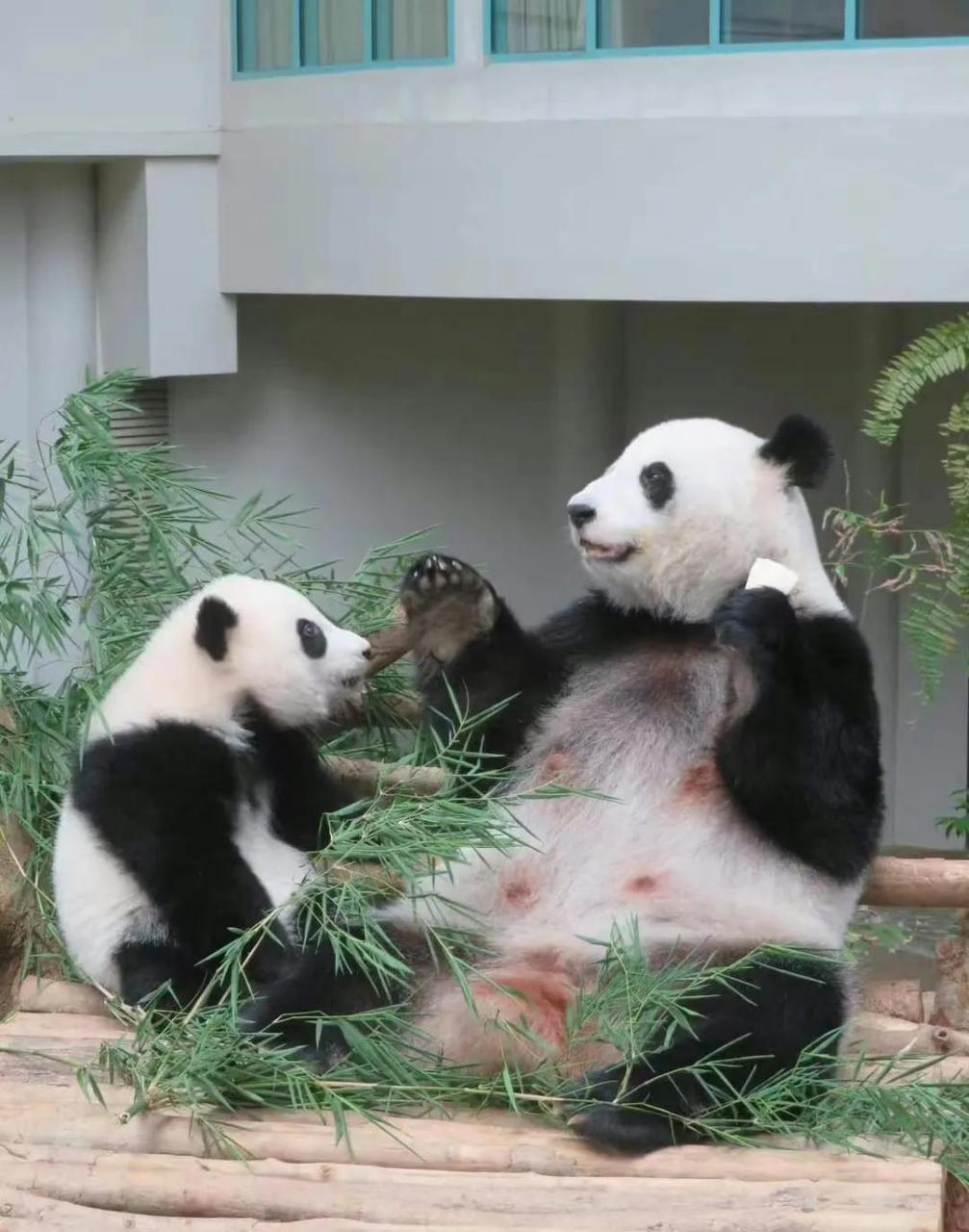 旅居马来西亚的大熊猫凤仪白得发亮,这是为什么呢?