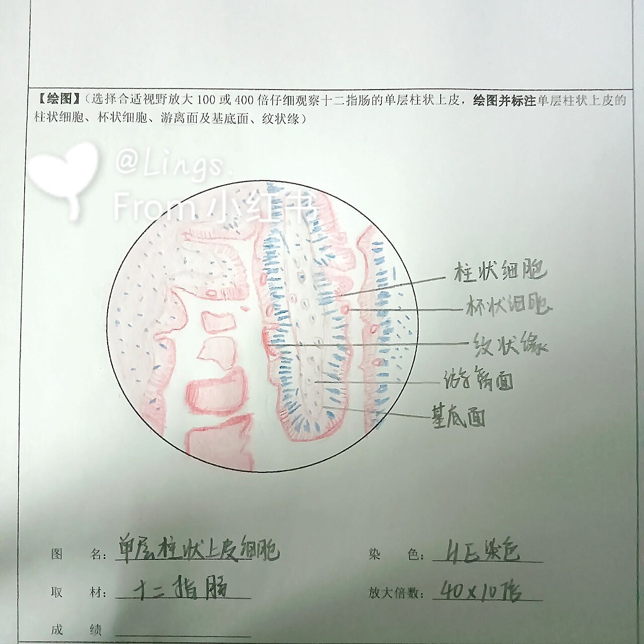 大一组织学与胚胎学实验报告一 十二指肠单层柱状上皮手绘图 欢迎参考