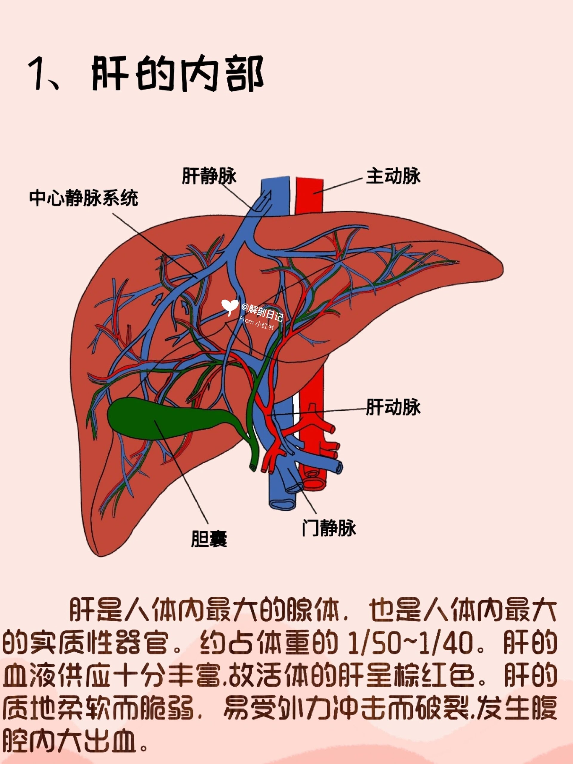 器官解剖之肝脏  简介 肝是人体内最大的腺体