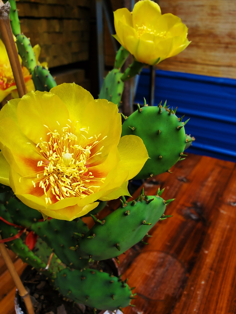 开花的仙人掌91 仙人掌开花寓意着希望与奇迹,生命的顽强与坚韧