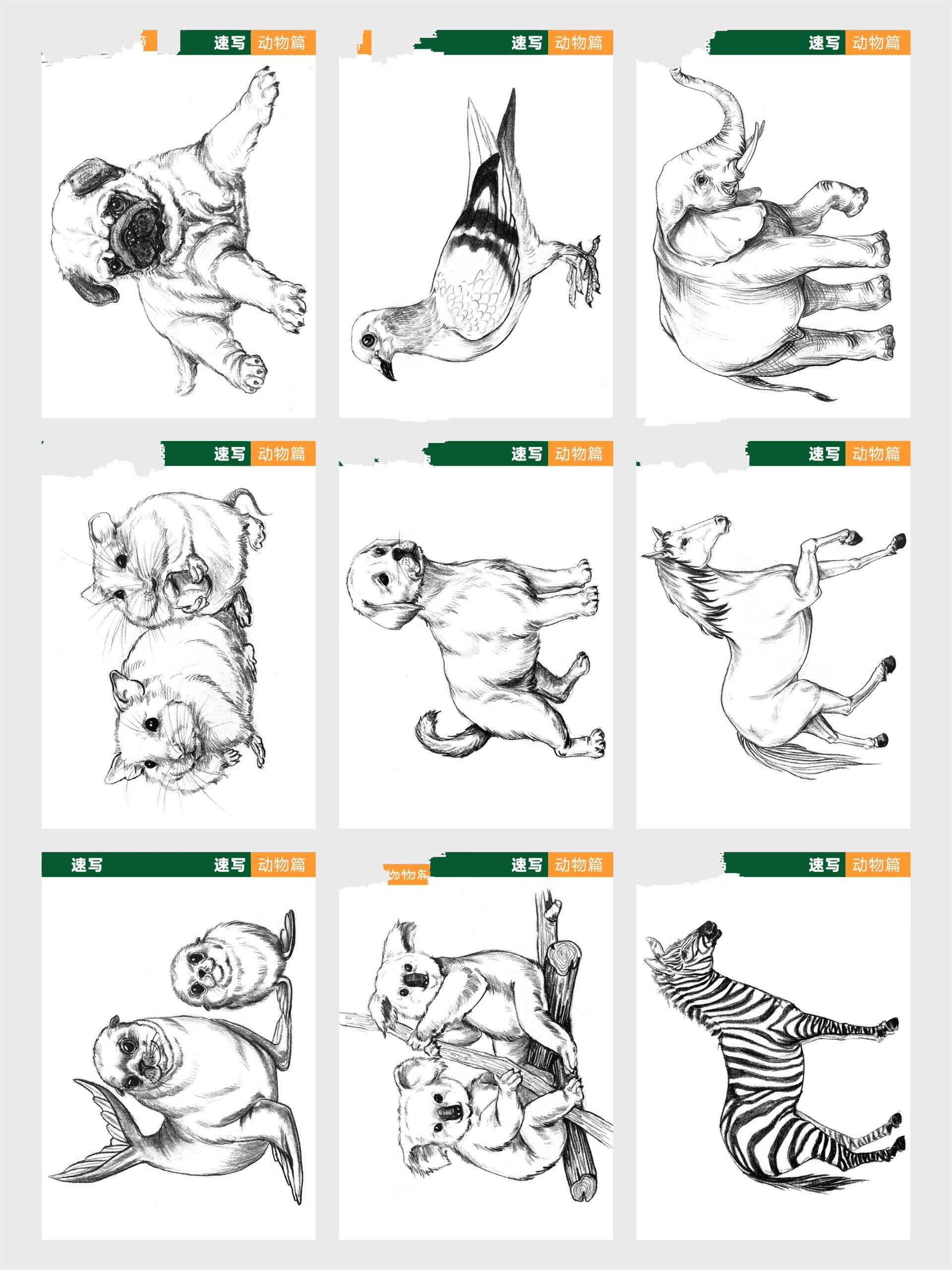 速写动物素描手绘萌宠合集|高清原图分享