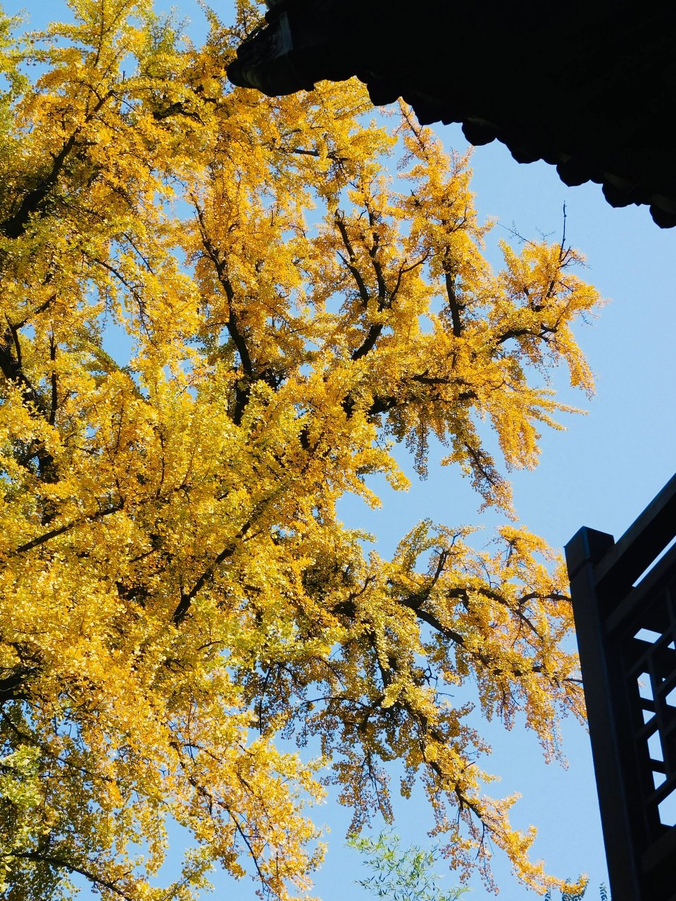 西安古观音禅寺千年银杏 今日实拍 一定要找个太阳好的时候 真的很