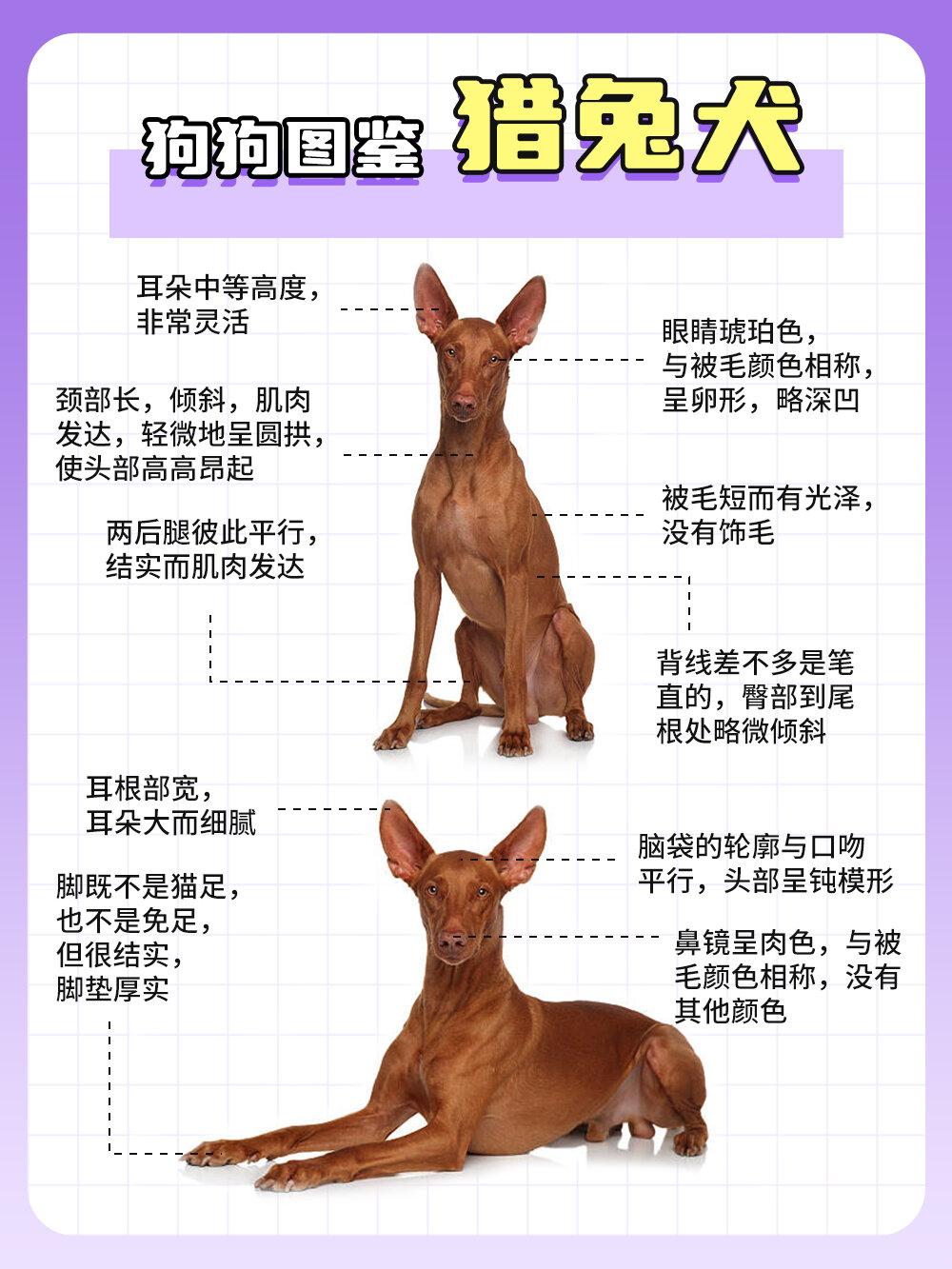 狗狗图鉴-猎兔犬 猎兔犬 98 别名:科博特菲勒犬,法老王猎犬 91