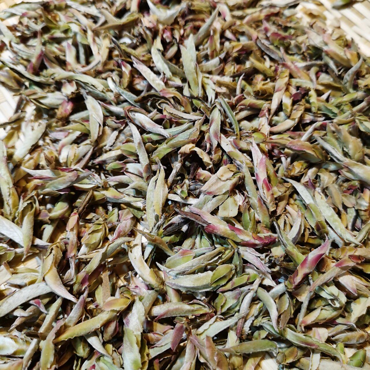 紫芽苞属于普洱茶 紫芽系云南群体原始种之中的一种变异种.