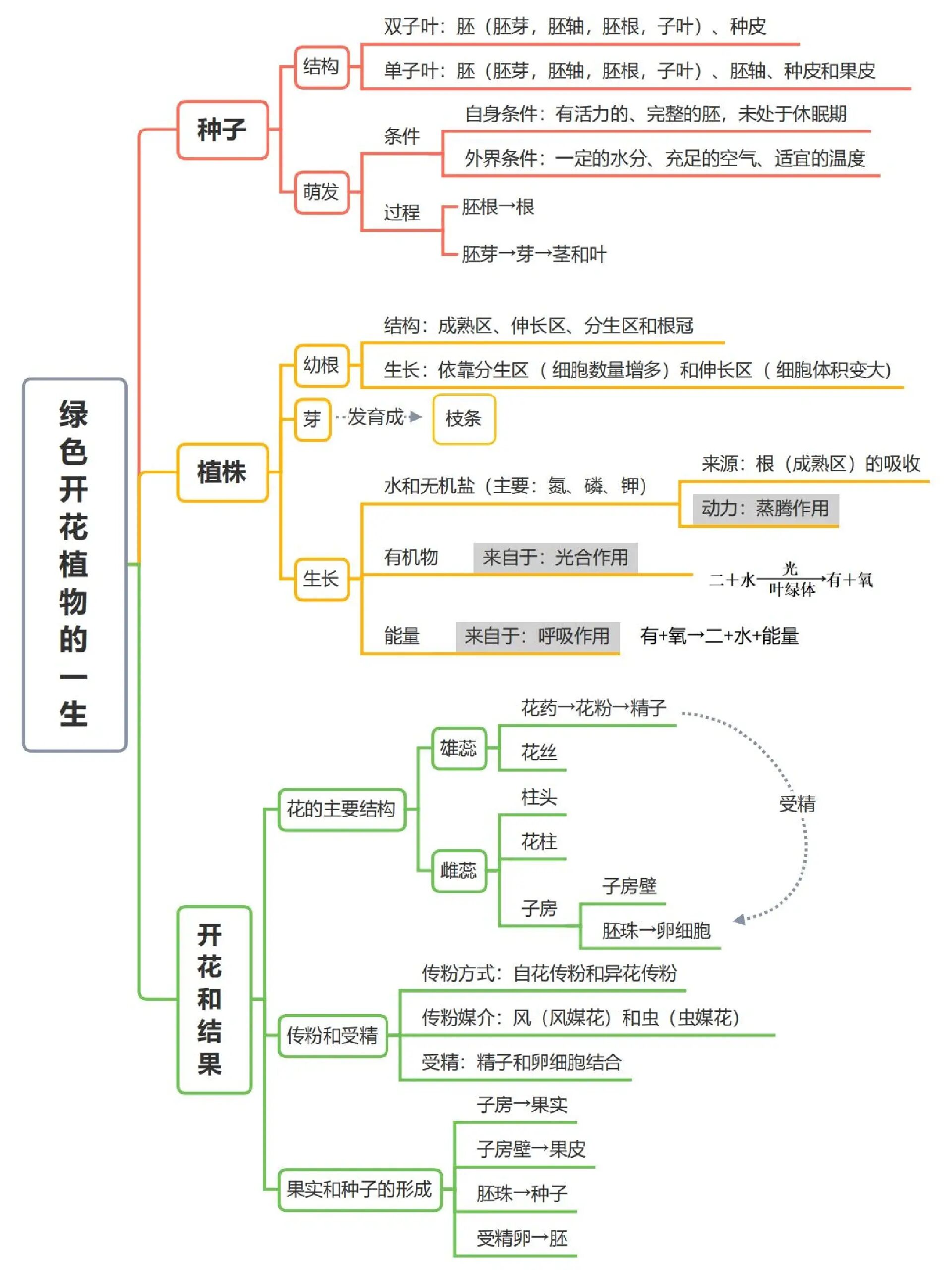 开花过程思维导图图片