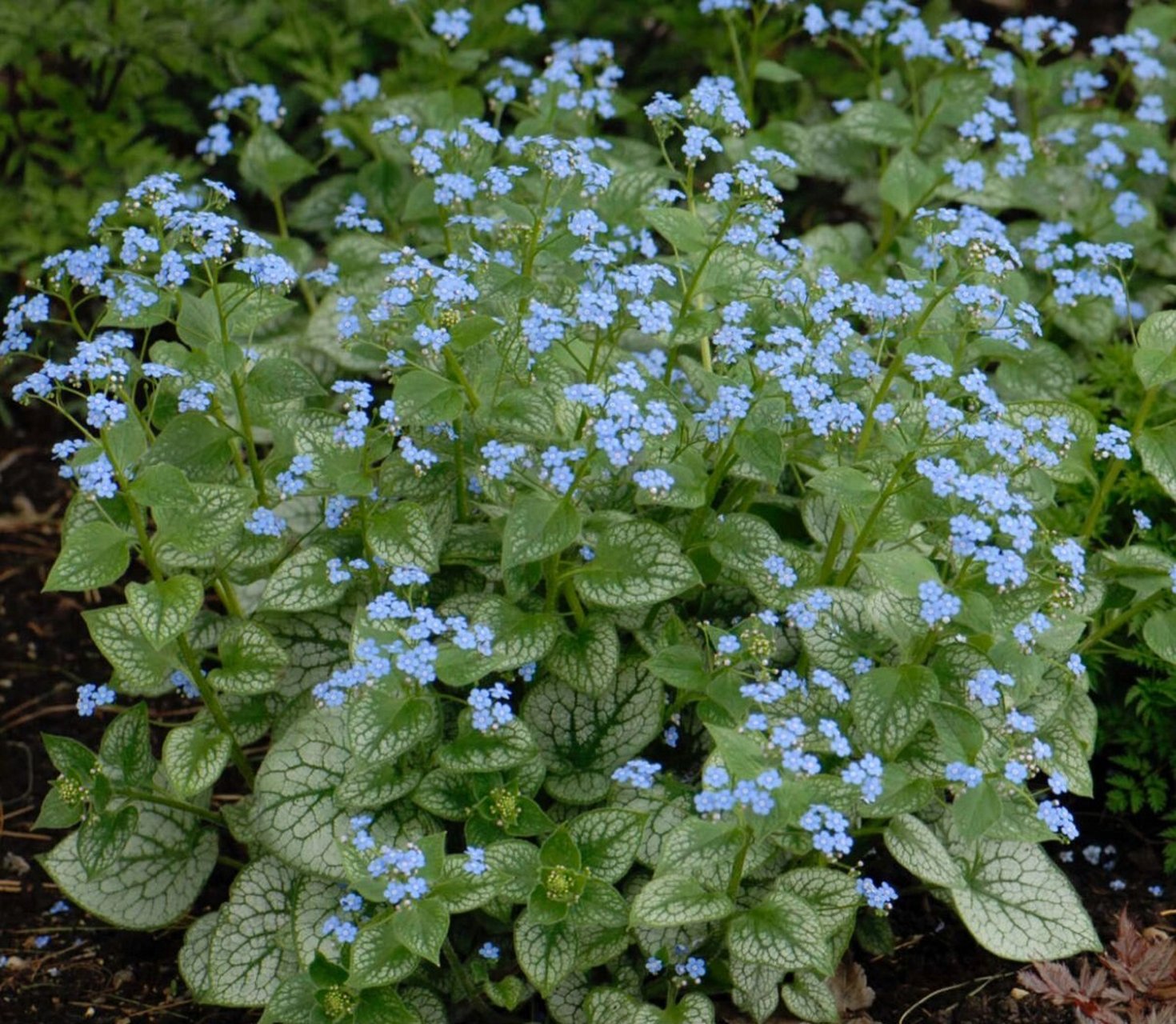 识花|心叶牛舌草 9797心叶牛舌草比较适合栽种在阴凉的环境下,不