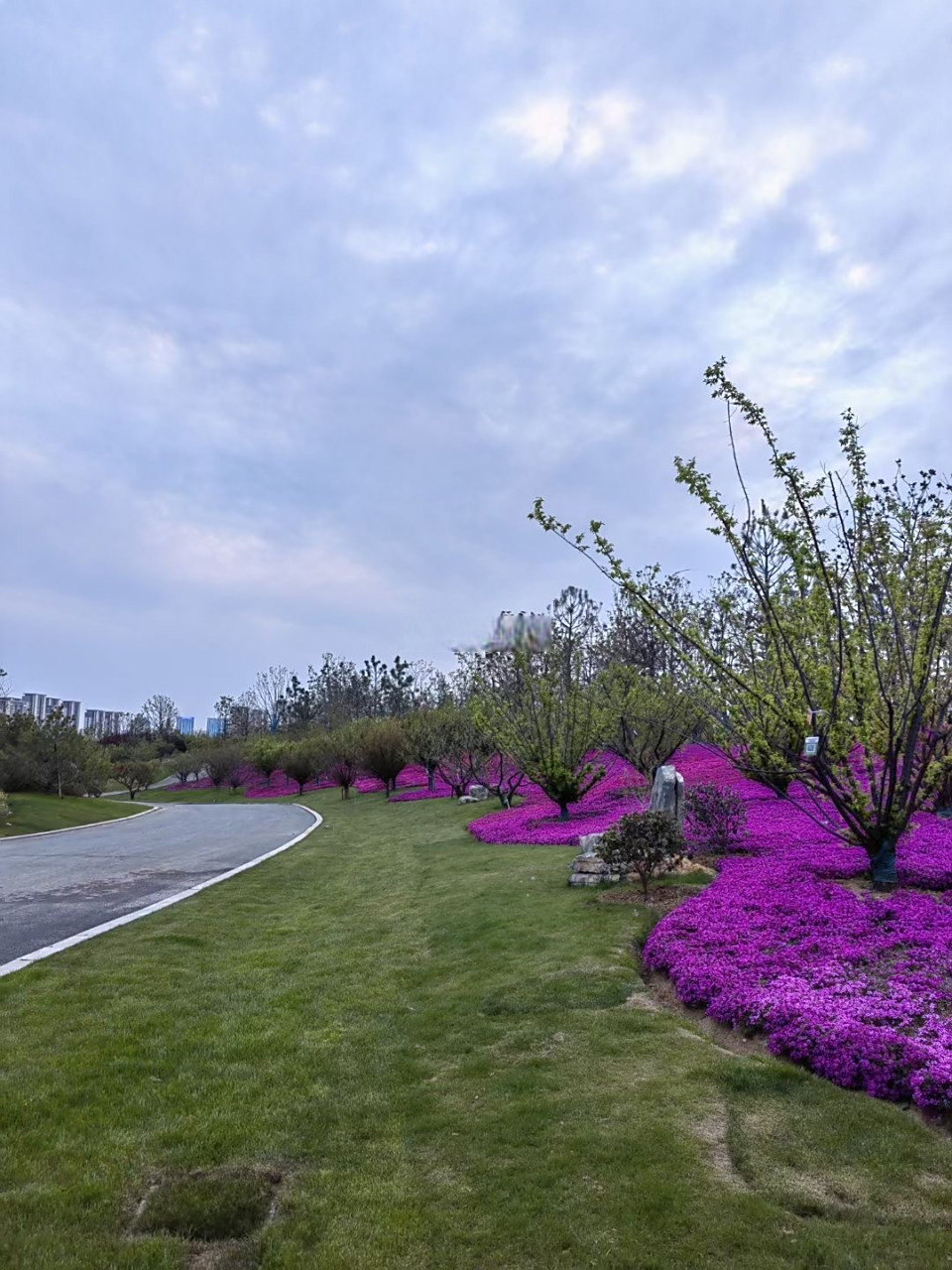 合肥骆岗中央公园,繁花似锦[good]