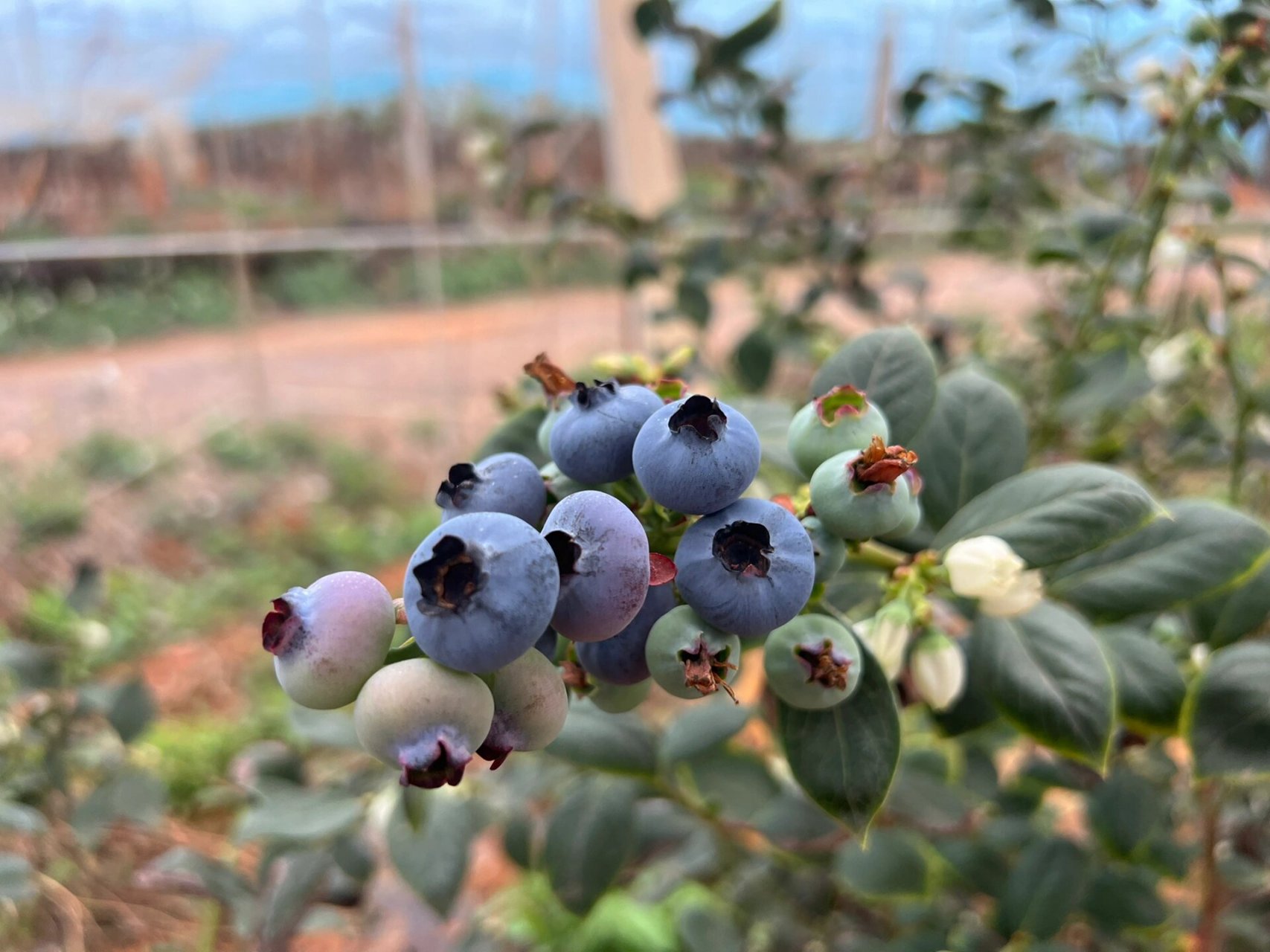 优瑞卡蓝莓品种图片