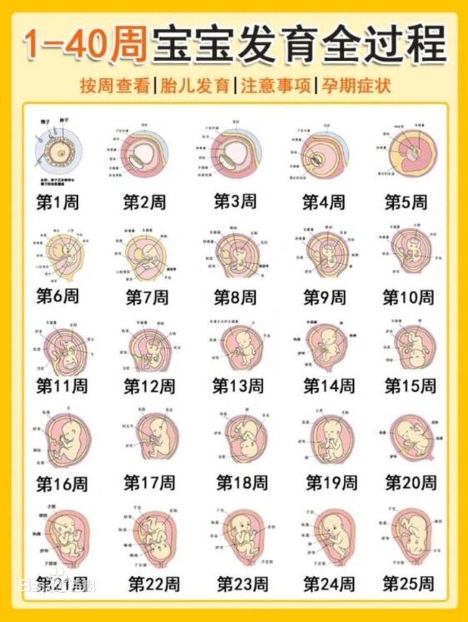 怀孕三周胎儿图片欣赏图片