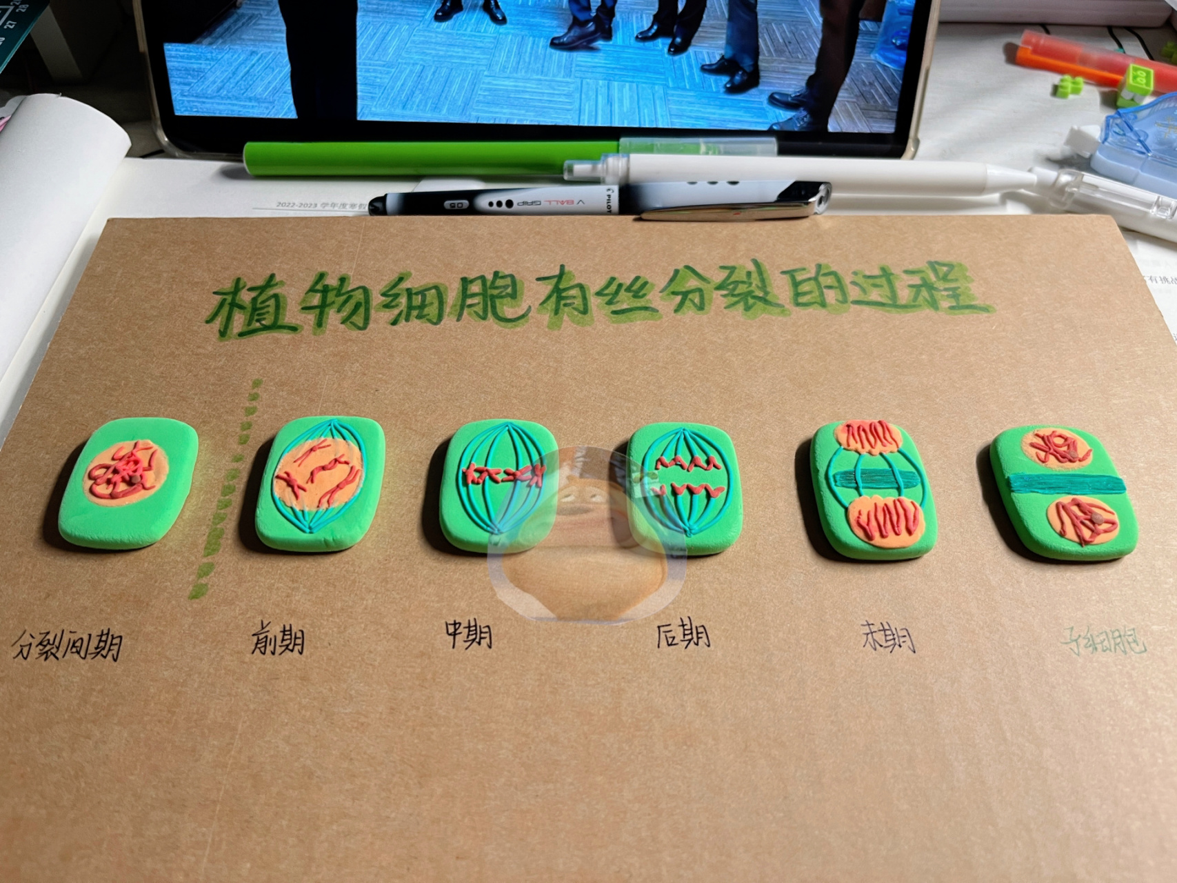 生物学必修1植物细胞有丝分裂的过程 梅开三度啦嘿嘿嘿