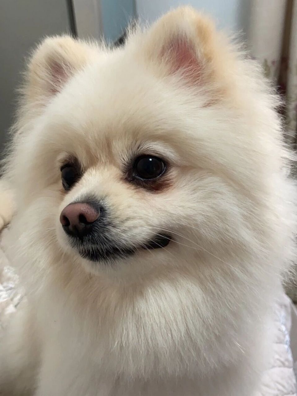 先问下大家都是多少钱买的博美呀 我是在宠物店花了一千五买的,说是顶