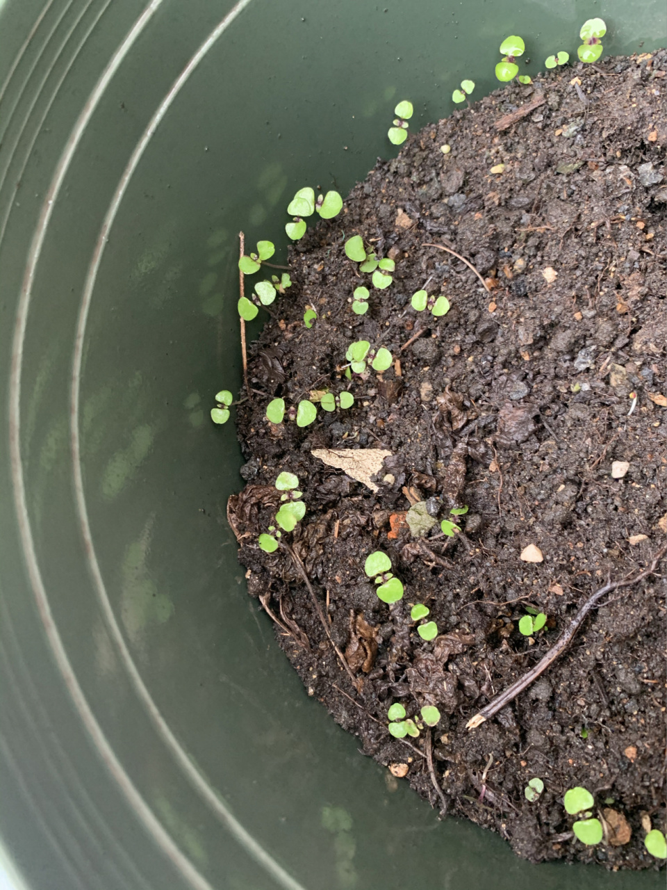 紫苏发芽了 去年种紫苏的盆子里掉了很多来不及收的种子,最近包邮区