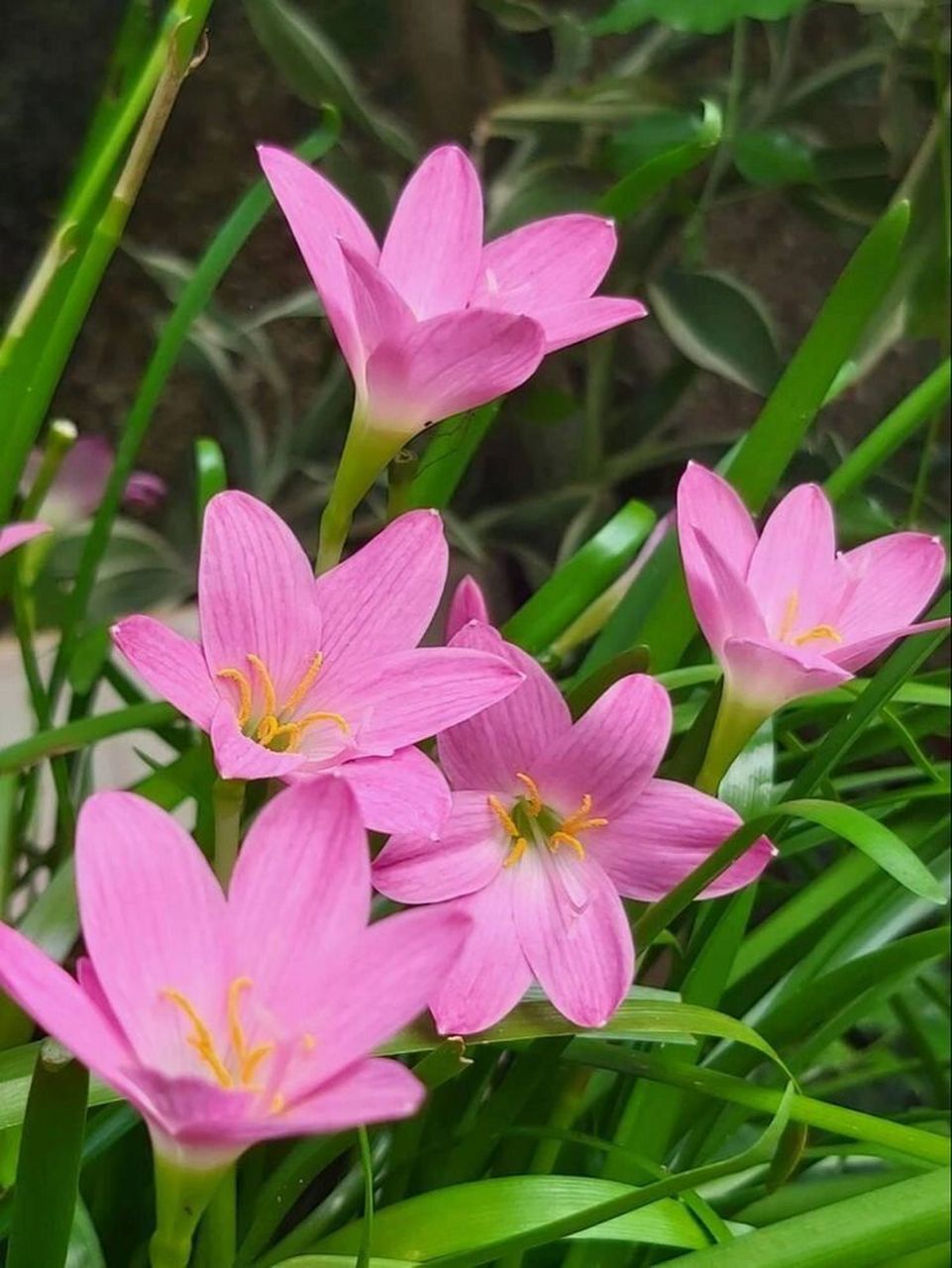 又名 红玉帘,菖蒲莲,风雨花,风雨兰,韭兰,为石蒜科葱莲属多年生草本