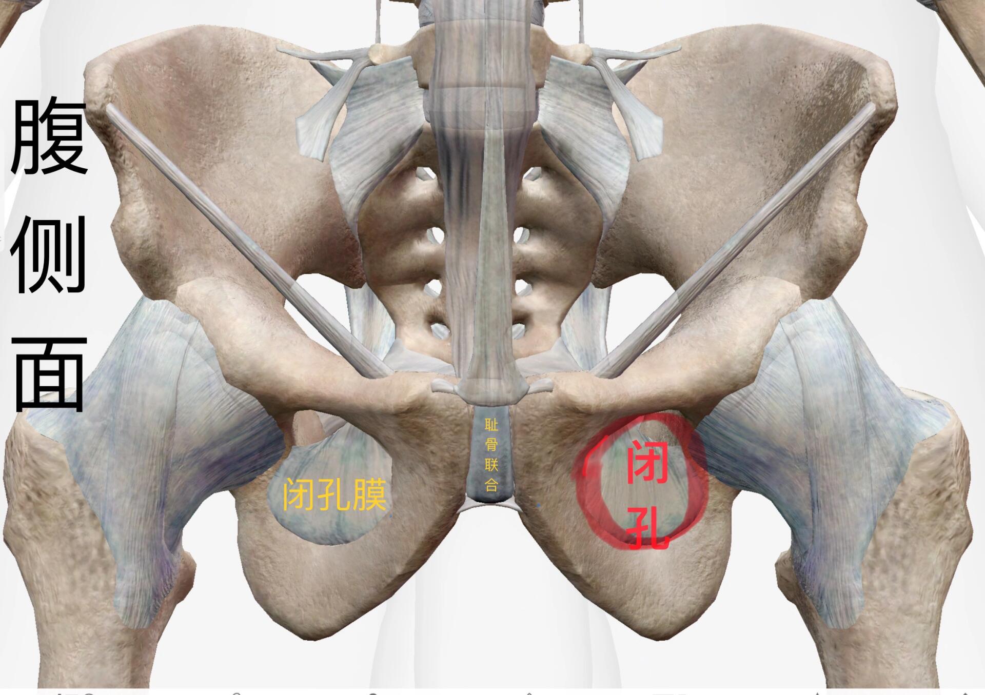 坐骨大孔坐骨小孔