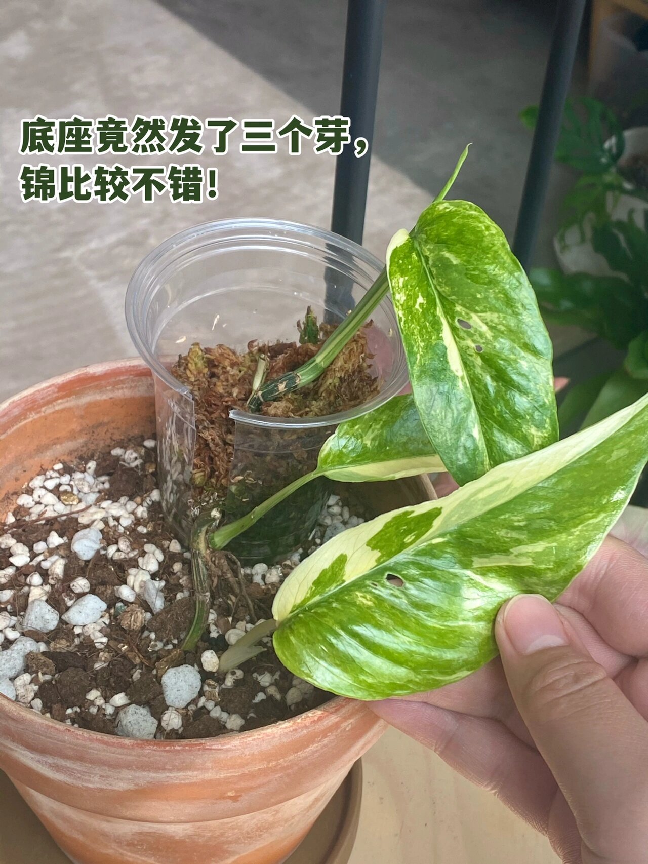 去年的一颗白锦麒麟尾,连续出来三片畸形叶,锦也不是太好,就想着给他