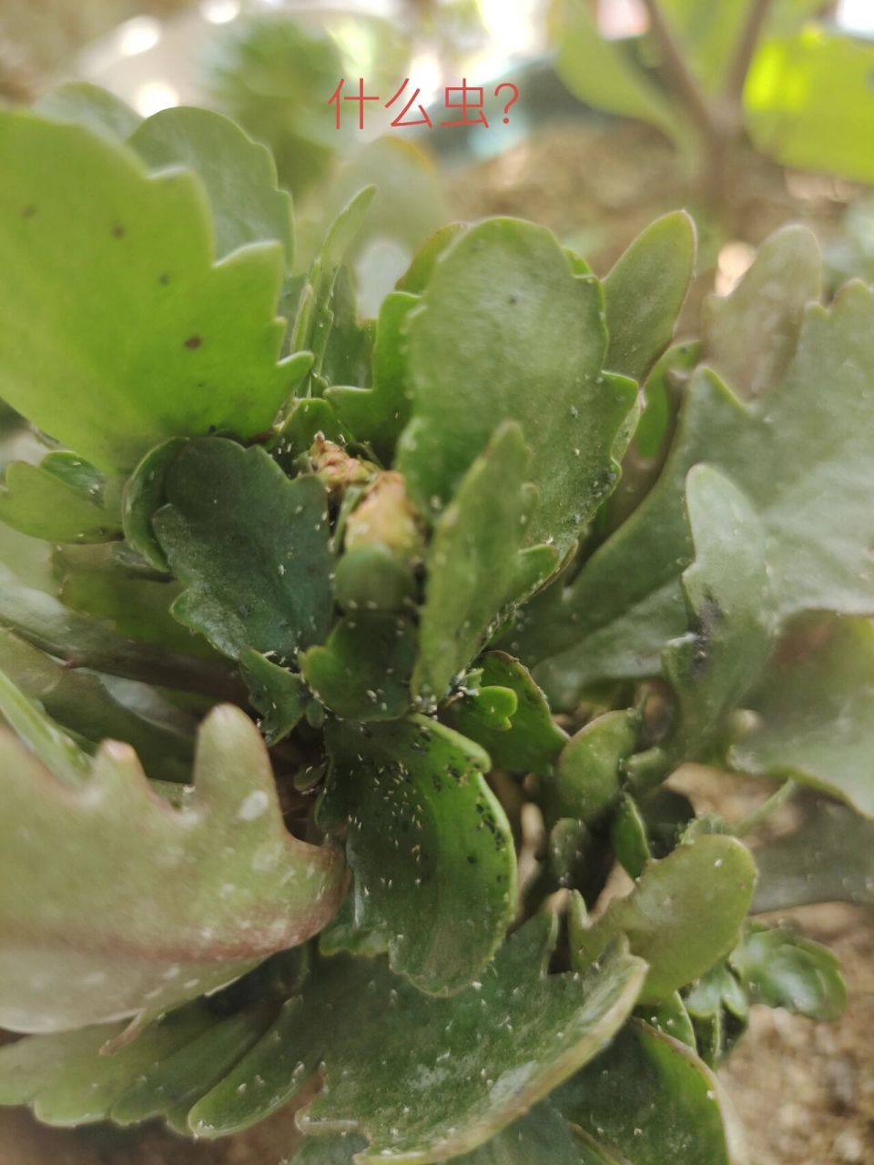 求救! 几天不在家,长寿花就成这样了,这是什么虫?怎么治?