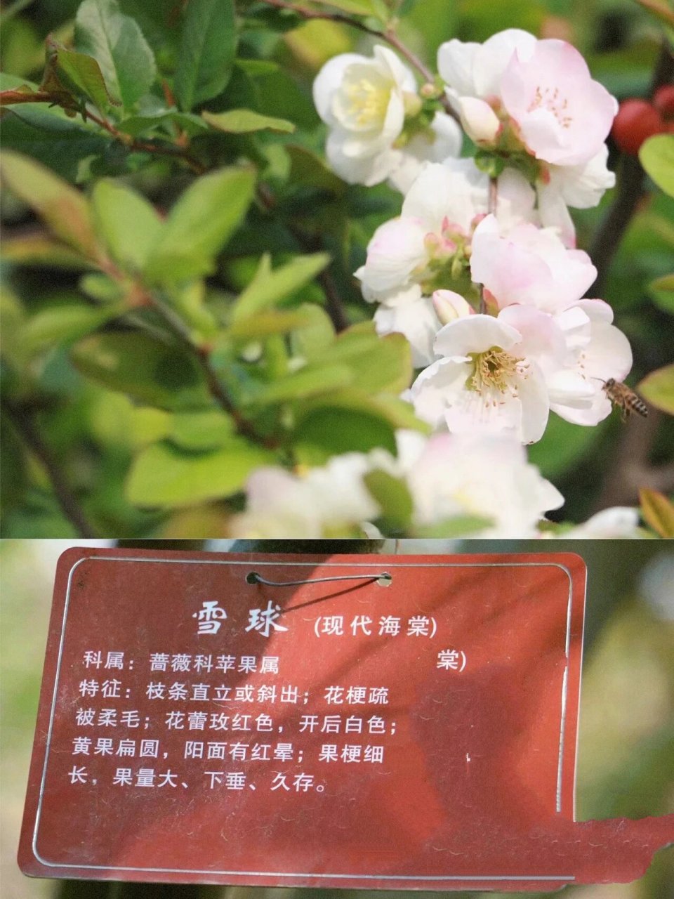 海棠花和苹果花的区别图片