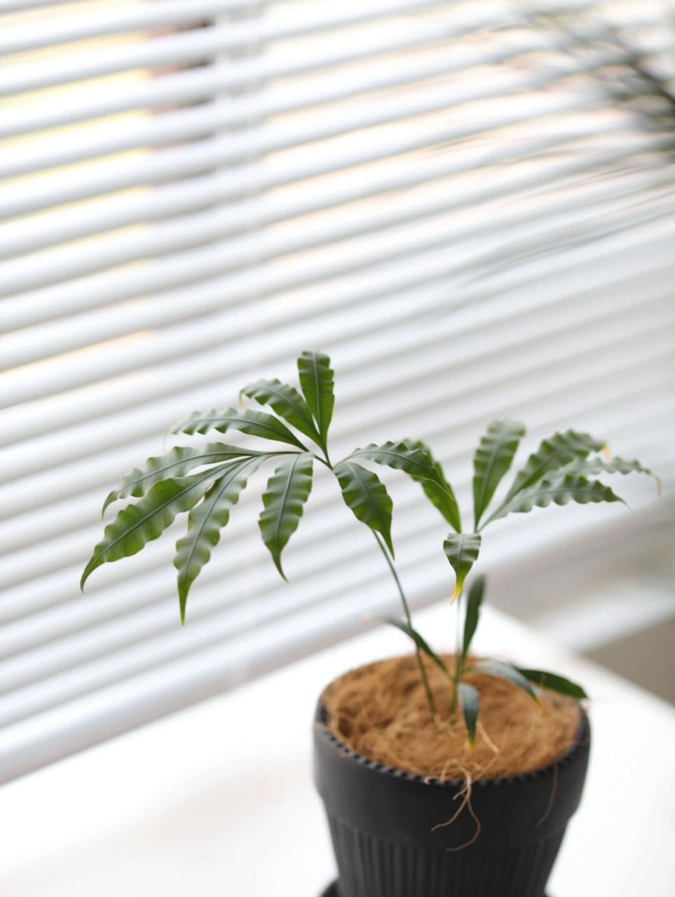 多羽铁是苏铁科,苏铁属常绿木本植物,树干粗壮,圆柱形.