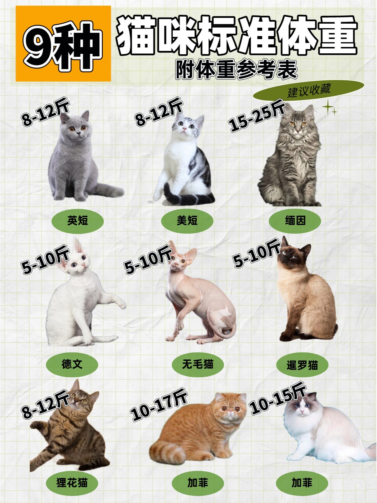 猫的胖瘦参考图图片