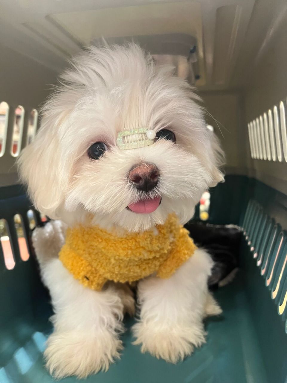马尔济斯日常# #马尔济斯犬# #养狗# #马尔济斯
