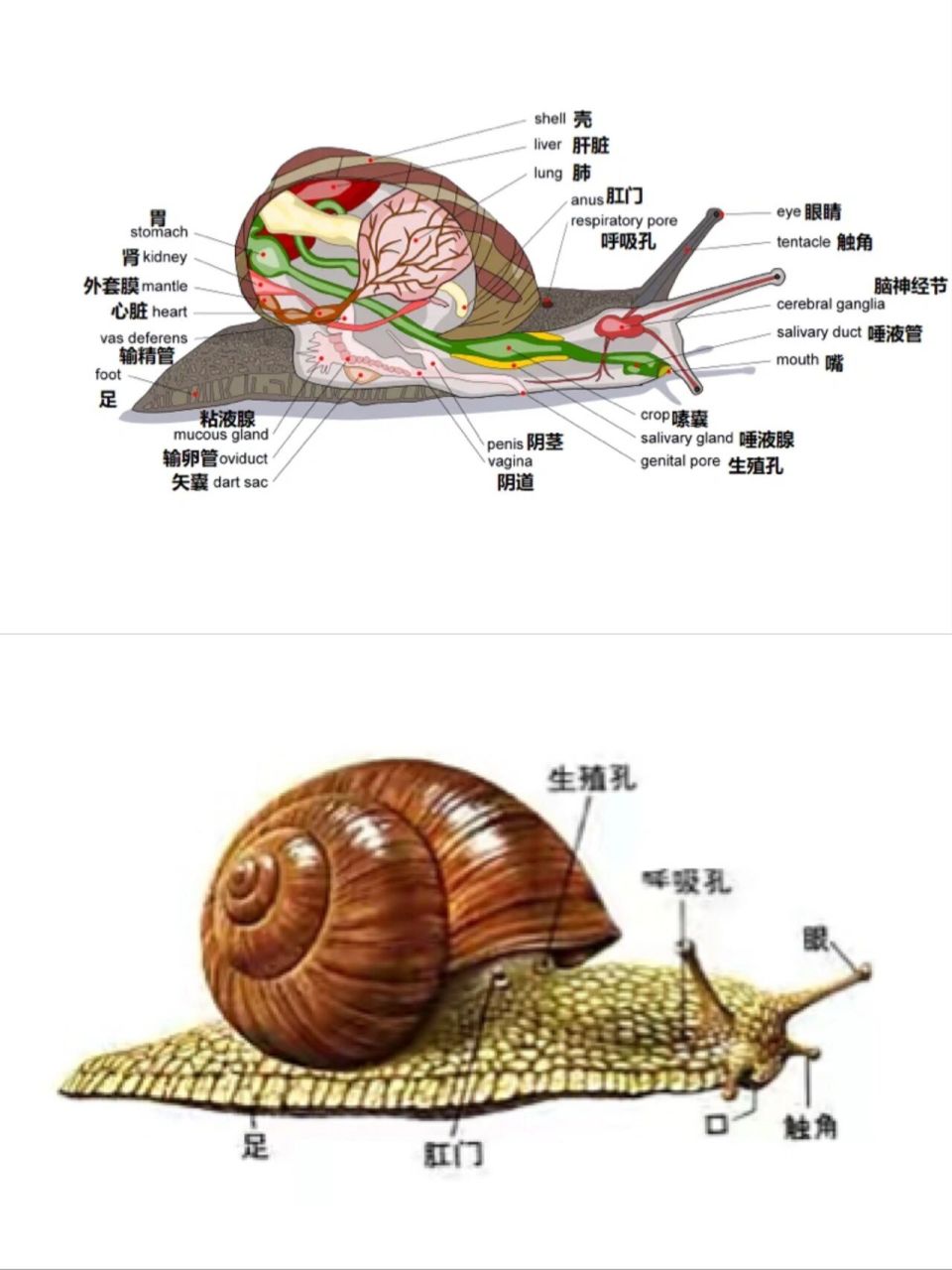 随时随地的自然观察——雨后散步的小小蜗牛 下雨之后,潮湿的土地上