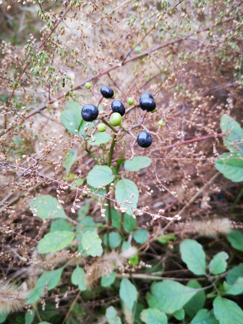 乌蔹莓 别名:五叶藤,五龙草,母猪菜 乌蔹莓果实具有毒性.