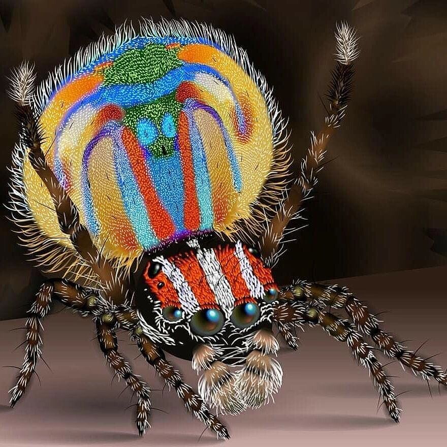 南京自然教育|神奇生物图鉴|跳蛛|科普 生物名:跳蛛,蝇虎 外文名