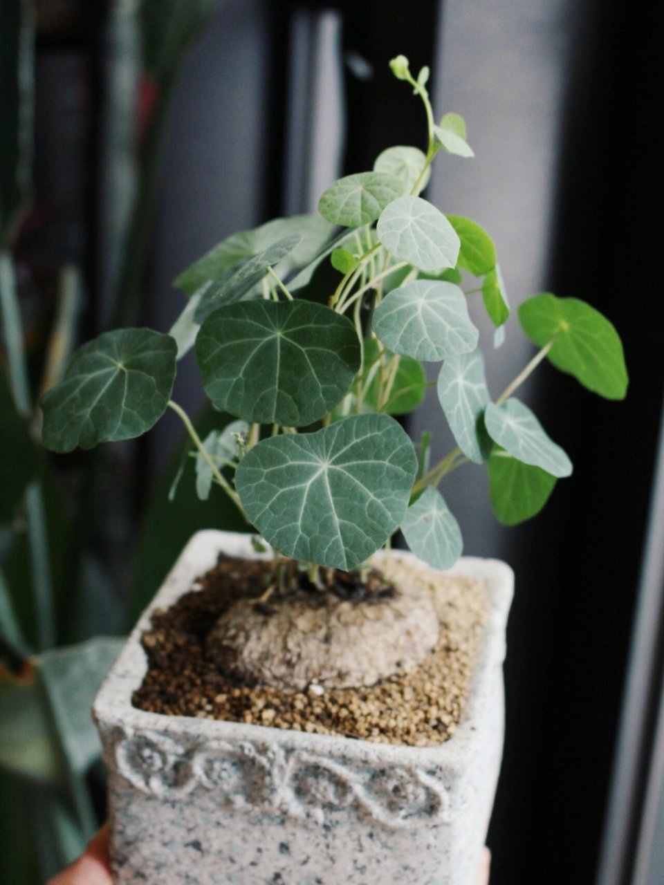 花艺小白入门⑤‖每天跟我解锁一种新植物 块根植物,块根是部分种类的