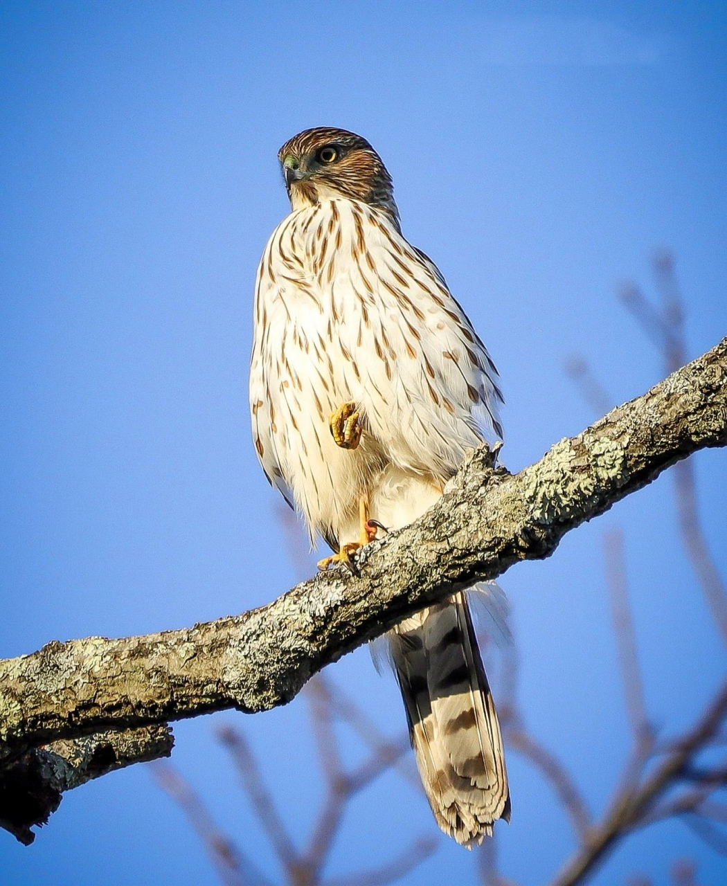 鸟类图鉴|美东的鹰隼 今天和大家分享一些我在美东拍摄的猫头鹰以外的