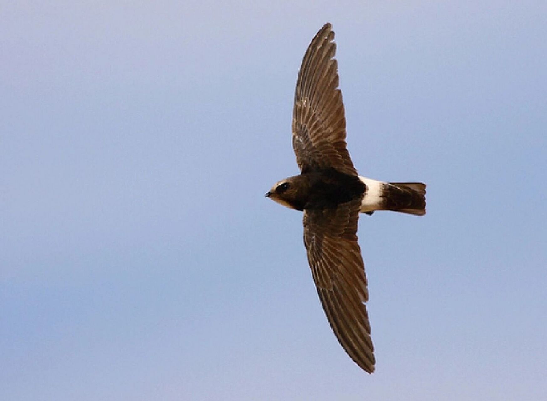 观鸟日记——小白腰雨燕 今天天气很晴朗,观察到在田地上空有一波乱飞