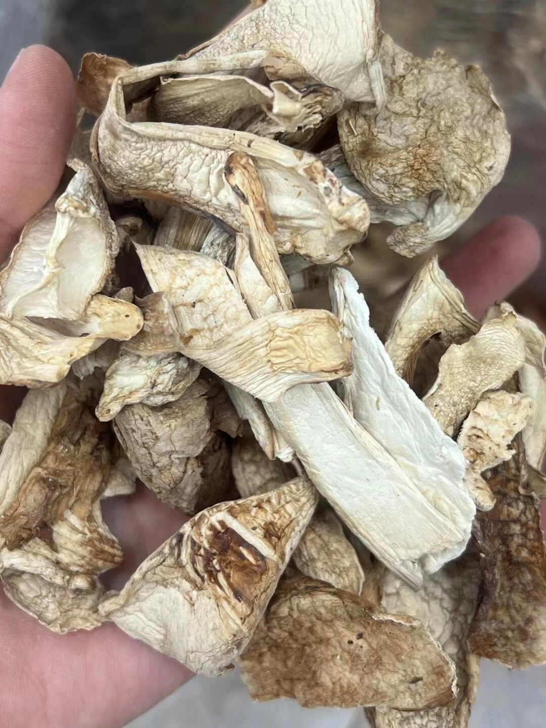 野生松茸～ 松茸,又名青岗菌