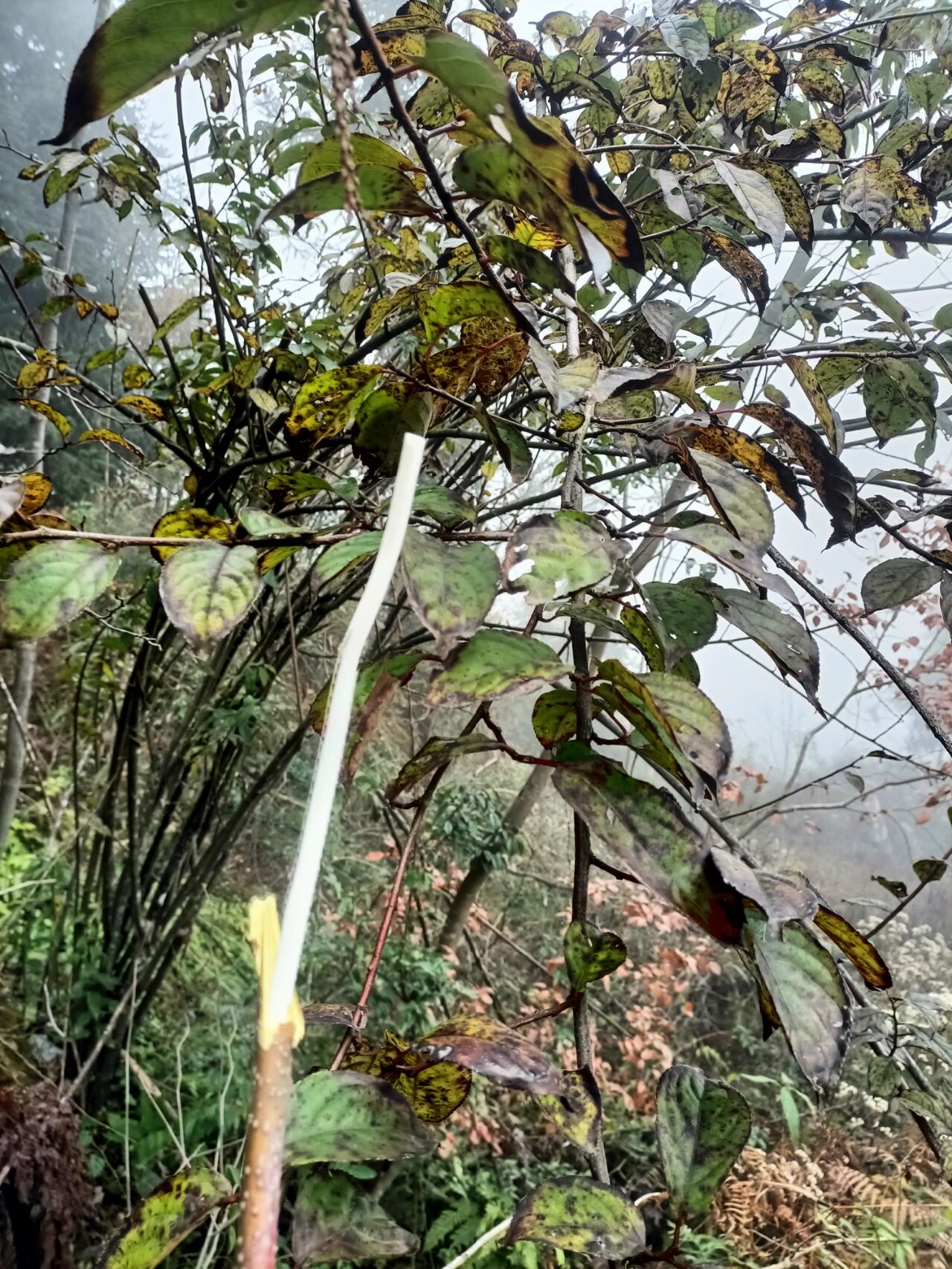 山林中的小通草