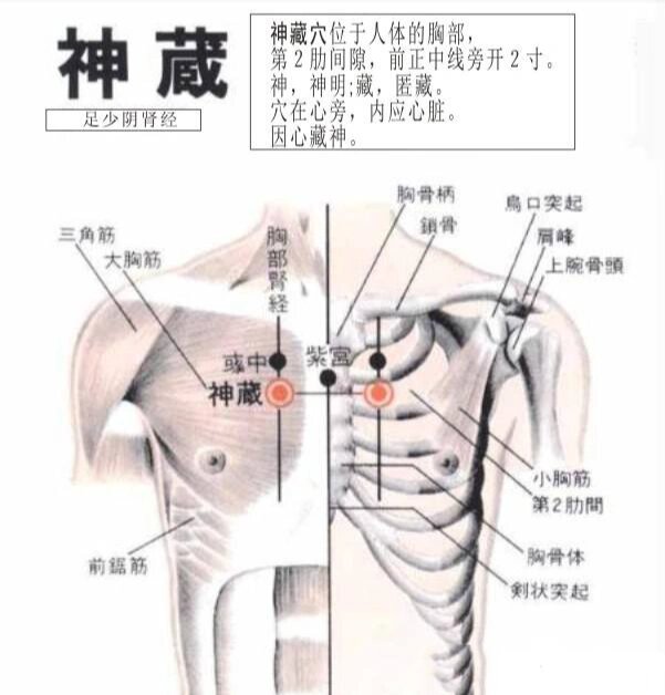 神藏穴,咳嗽气喘,支气管炎,呕吐,心梗