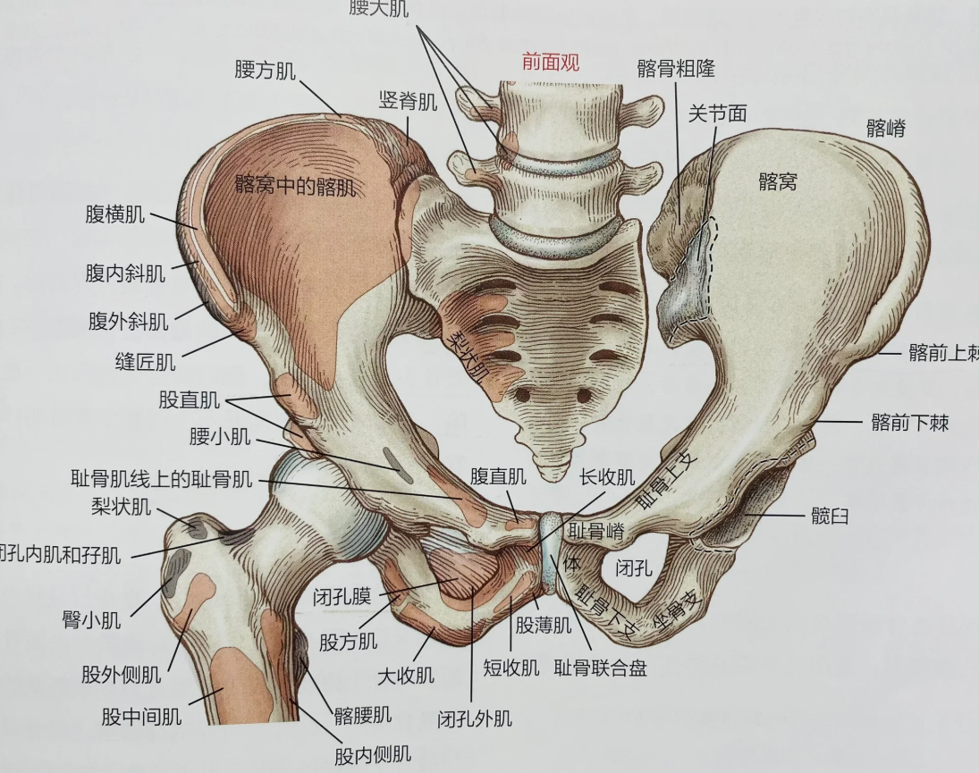 胯就是髋骨,位置在臀部的后外侧和身体两侧