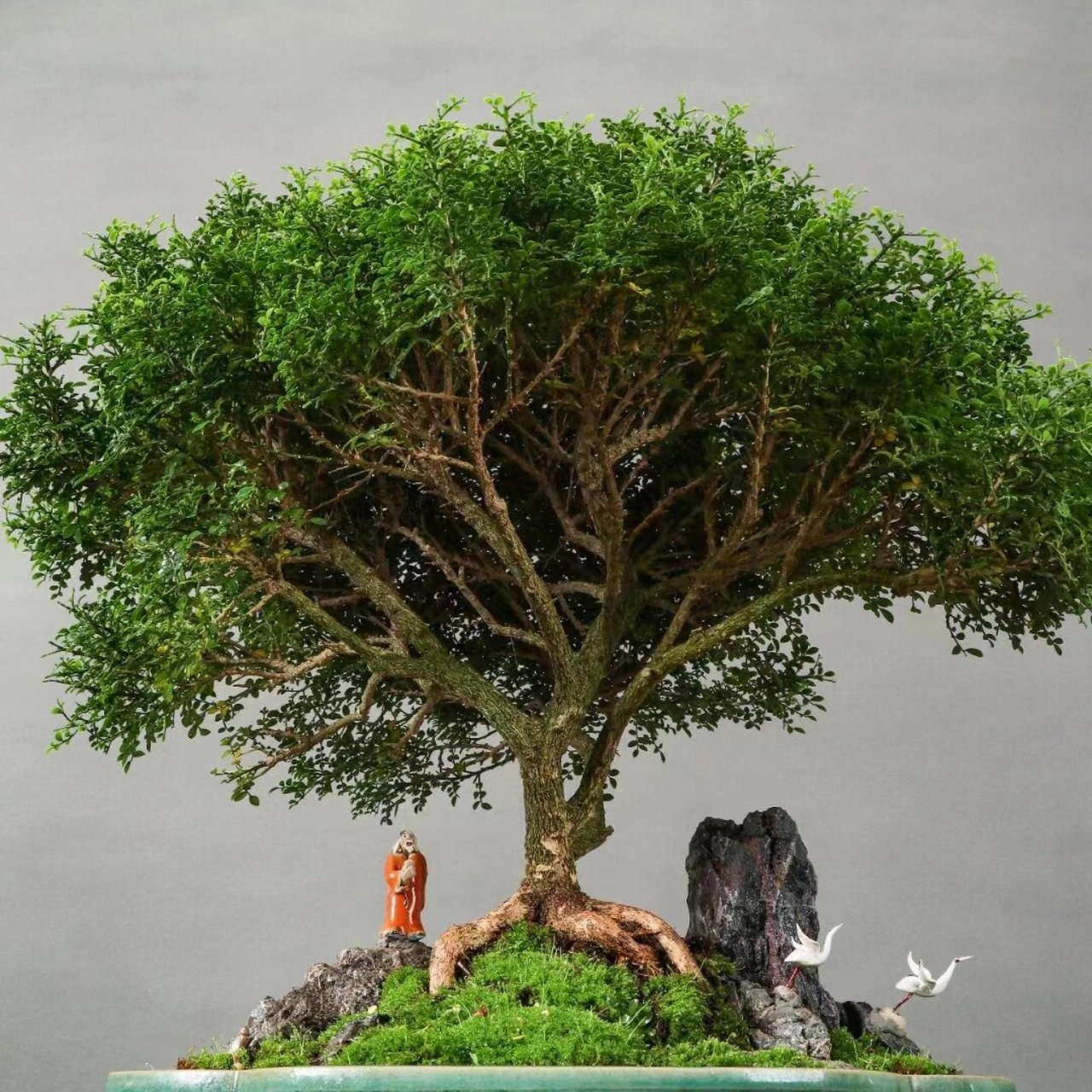 九里香 台湾达摩九里香,如图实拍