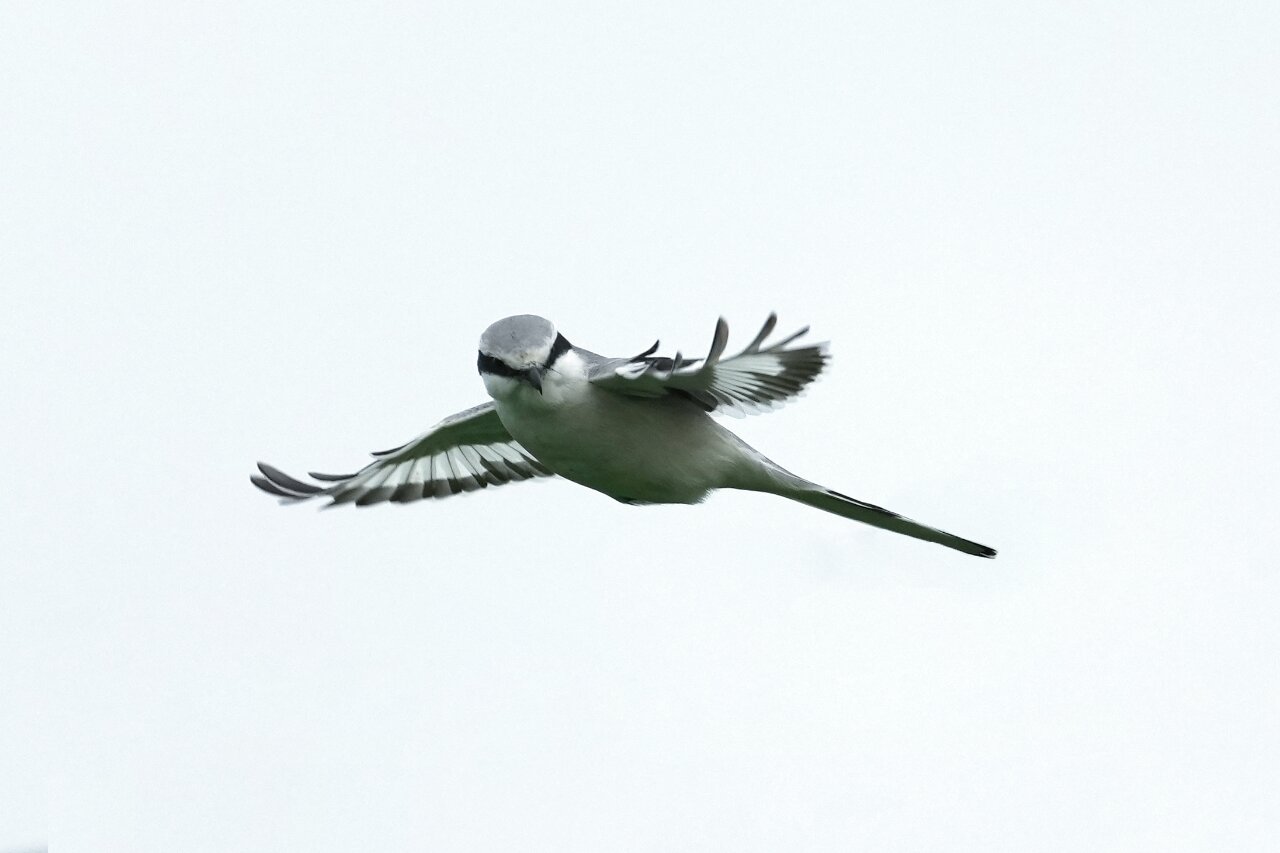 鸟类科普 - 楔尾伯劳