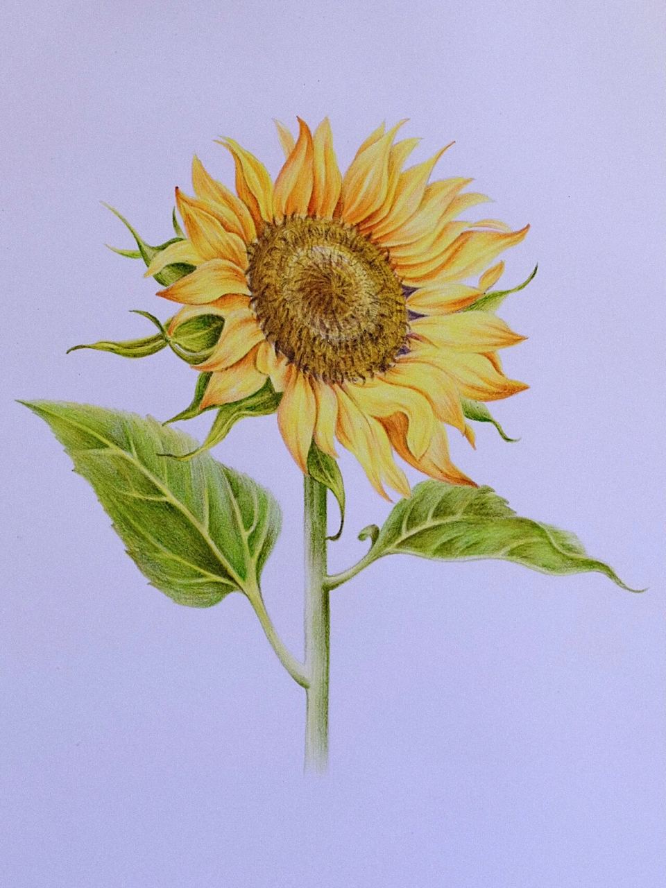 彩色铅笔画|向日葵(附步骤图)97 临摹《花之绘》 由于我个人比较