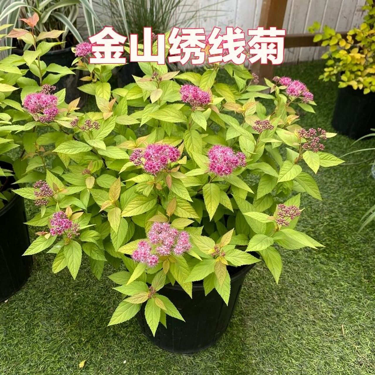 花境植物第19弹——金山绣线菊 金山绣线菊由于其春季萌动后,新叶金黄