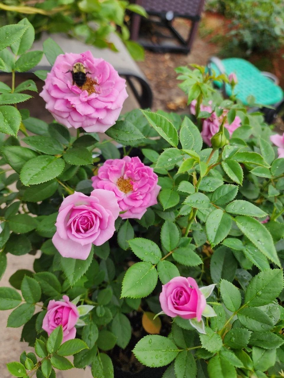 月季薰衣草门廊 lavender veranda kordes品种.