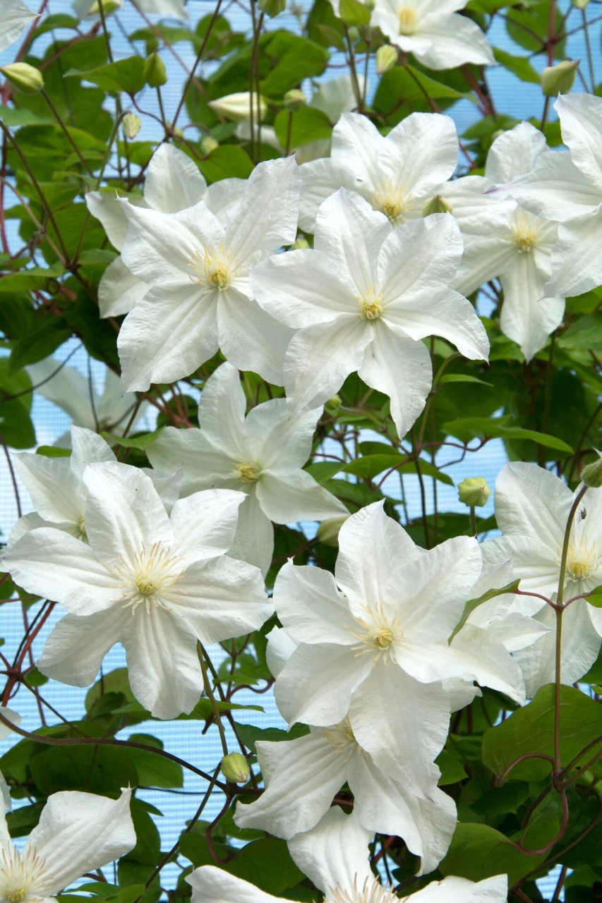 谁还没看过～白色系铁线莲暴风雪呢 铁线莲"暴风雪" 由 szczepan