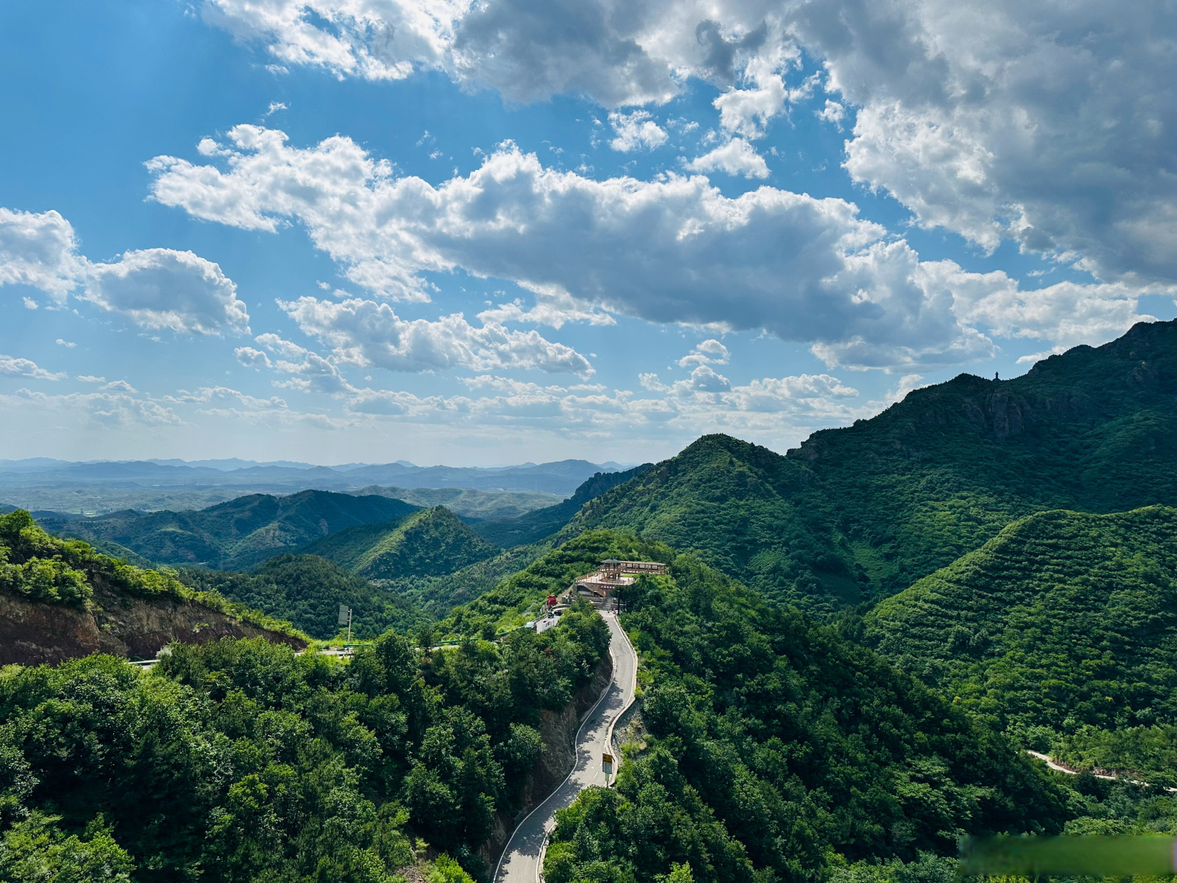 青山大树图片大全图片