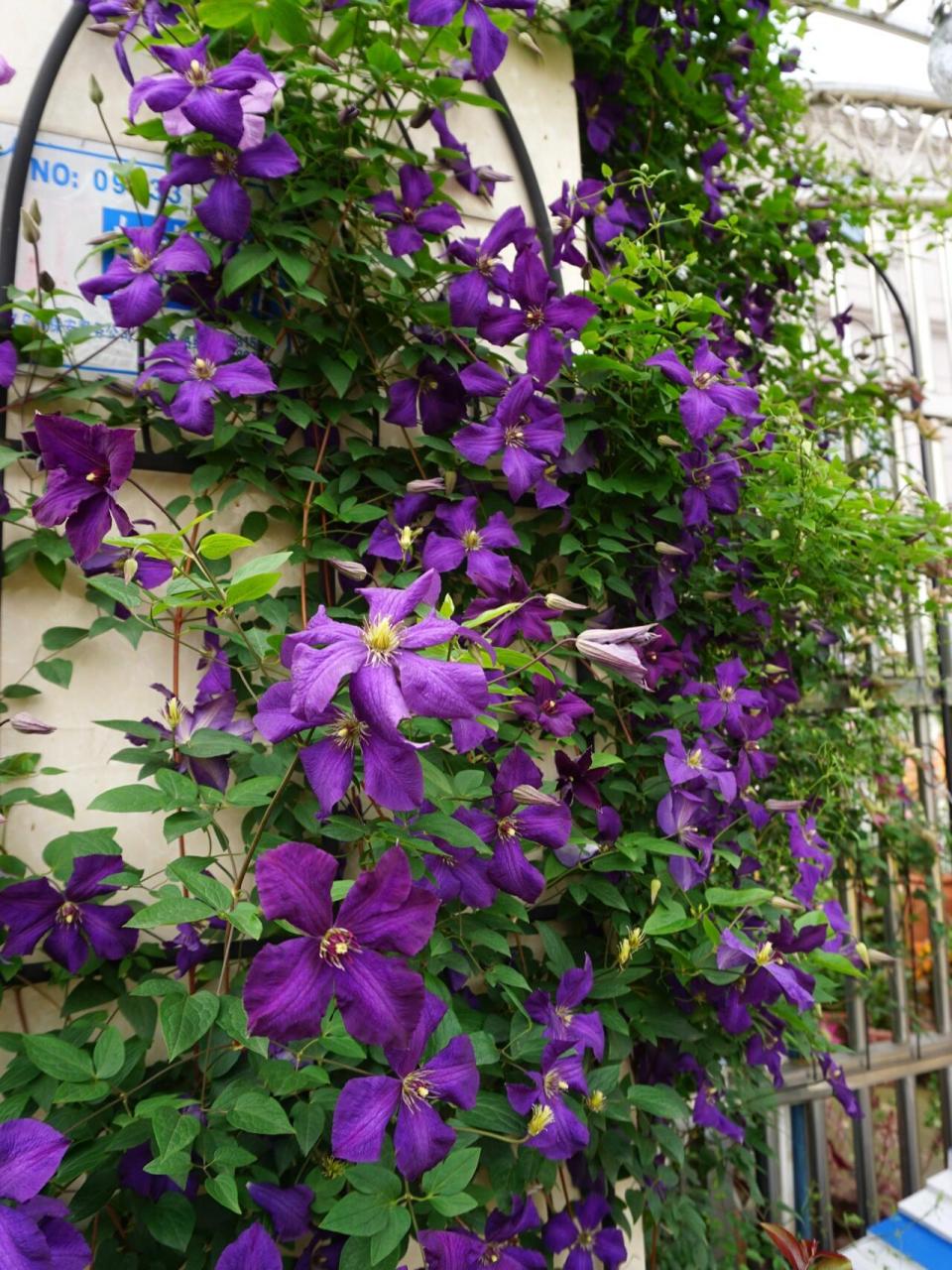 丰花耐热铁线莲之波兰精神 2021春花之波兰精神 这是19年花友扦插分享