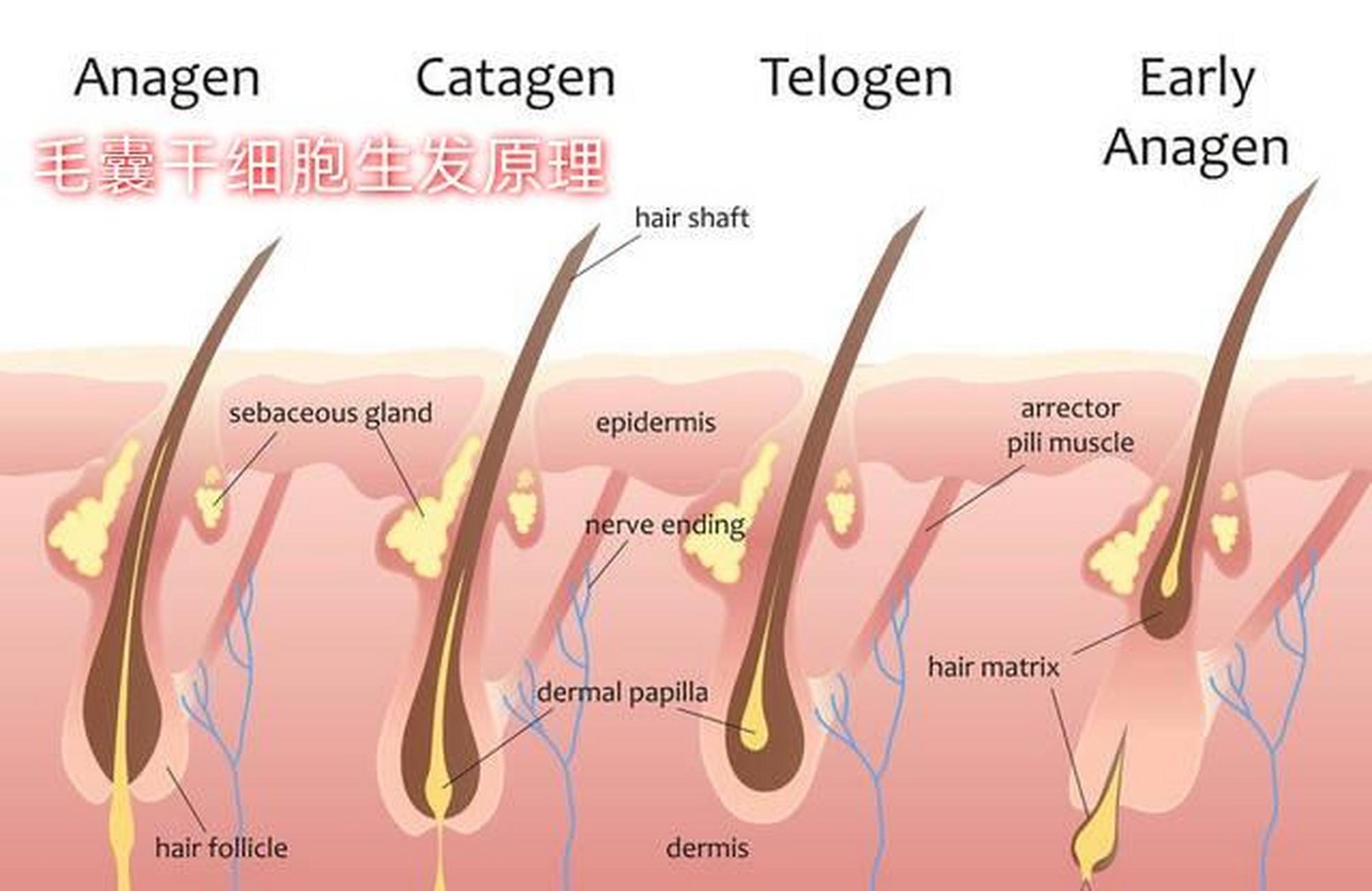 毛囊干细胞vs17型胶原蛋白:谁是头发守护者 当人们对头发健康和美丽