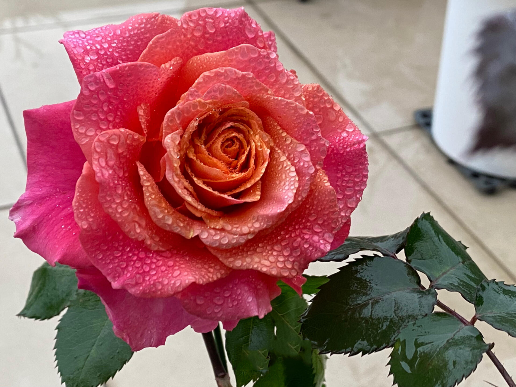 河本月季|辉煌 河本奶奶的色彩和花型总是很容易戳中我的心窝 辉煌