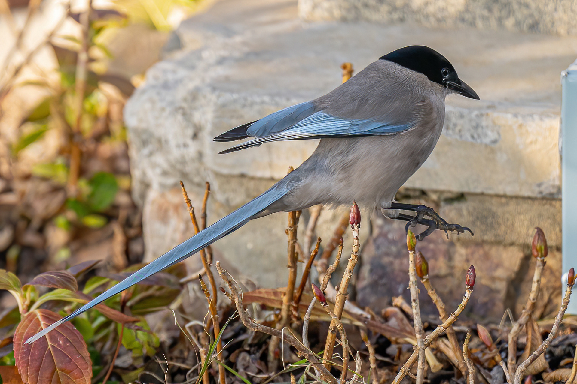 喜鹊 图1:仰望 图2:要迟到了 图3:飞跃