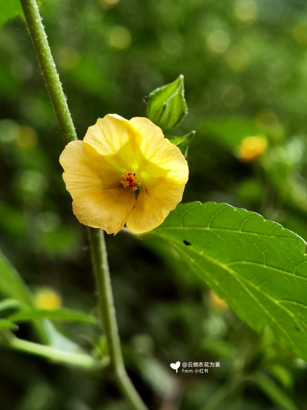 黄花稔(ren) 这个小花花型很小,但丛枝茂盛,原来全身是宝.